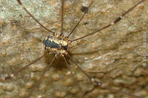 Leiobunum defectivum