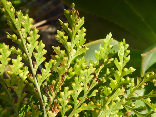 Davallia canariensis