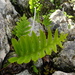 Polypodium macaronesicum macaronesicum - Photo (c) wojtest, כל הזכויות שמורות, הועלה על ידי wojtest