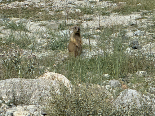 Long-tailed Marmot