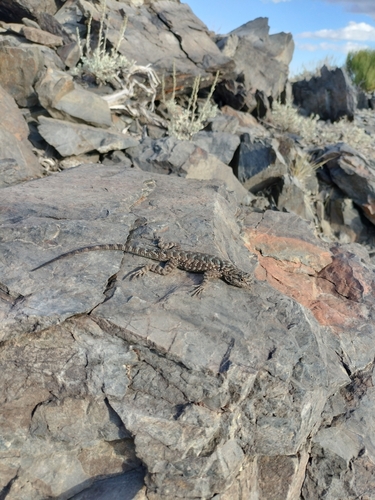 iNaturalist observation photo of Western Fence Lizard