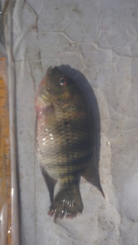 Coptodon camerunensis