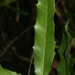 Alchornea castaneifolia - Photo (c) Ruth Ripley, todos los derechos reservados, subido por Ruth Ripley
