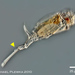 Trichotria pocillum - Photo (c) plingfactory, todos los derechos reservados