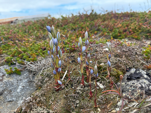 Marsh Felwort