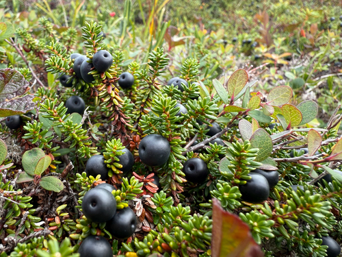 black crowberry