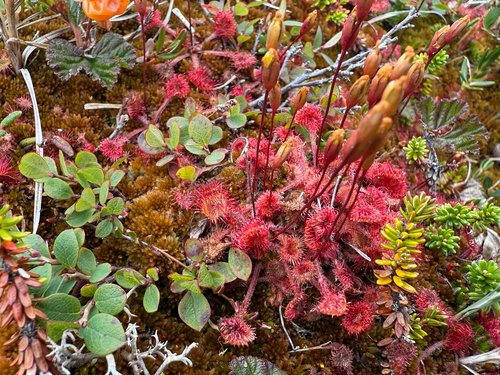 round-leaved sundew