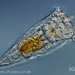 Epiphanidae - Photo (c) plingfactory, todos los derechos reservados