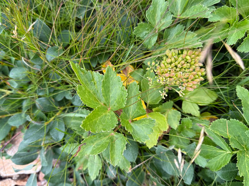 Scots Lovage