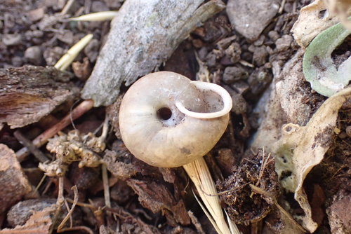 Iron Creek Woodlandsnail