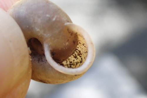 Iron Creek Woodlandsnail