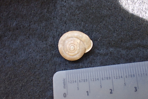Iron Creek Woodlandsnail