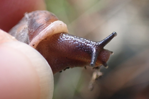 Iron Creek Woodlandsnail