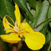 Senna spinescens - Photo (c) Ruth Ripley, todos los derechos reservados, subido por Ruth Ripley