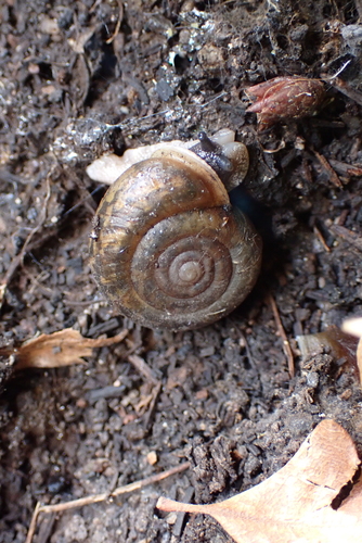 Iron Creek Woodlandsnail