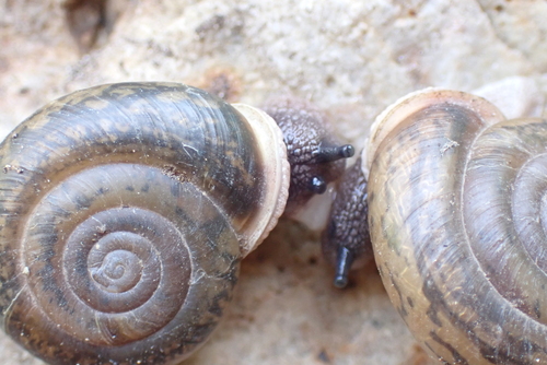 Iron Creek Woodlandsnail