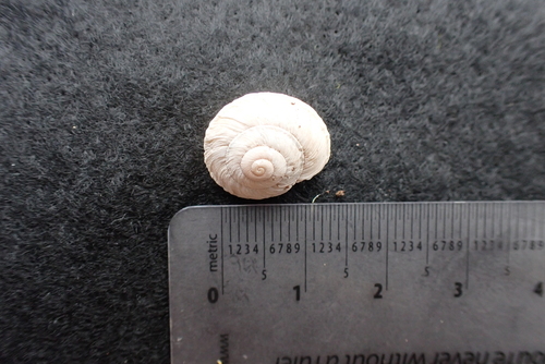 Black Range Mountainsnail