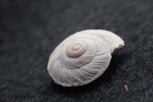 Black Range Mountainsnail