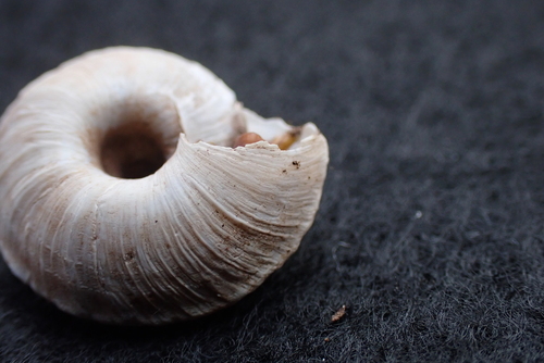 Black Range Mountainsnail