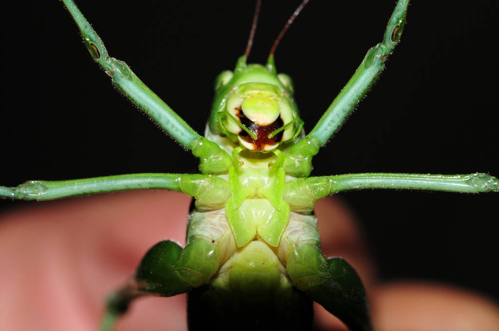 Koothadi Insect Leaf Katydids from Reserva Privada Mashpi, Mashpi 150150, Ecuador on ...