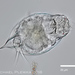 Lepadella acuminata - Photo (c) plingfactory, todos los derechos reservados