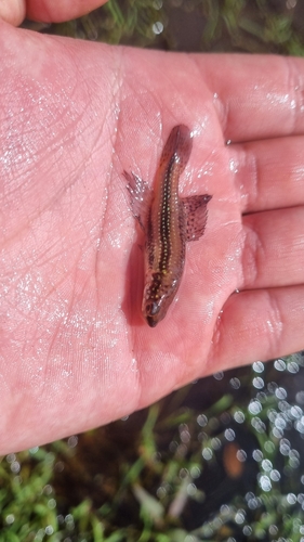Cynopoecilus melanotaenia