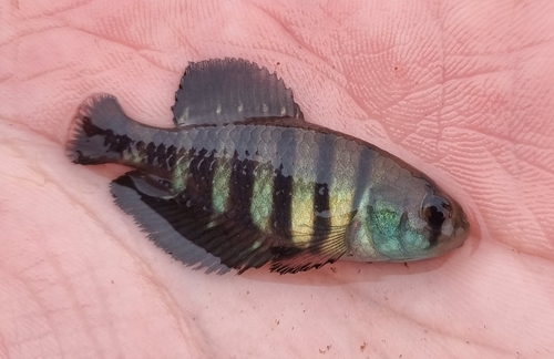 Garcialebias nigrofasciatus