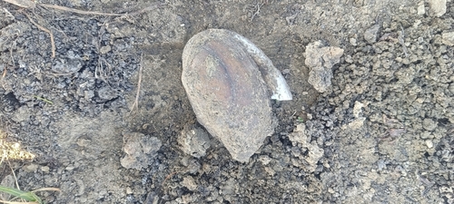 Duck Mussel