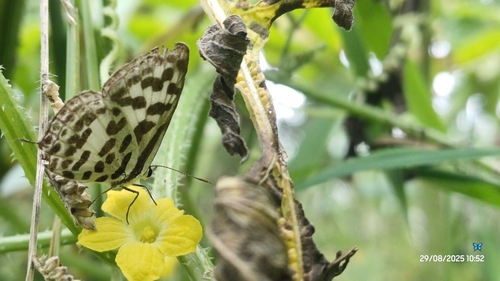 Common Pierrot
