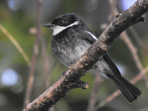 Ward's Vanga