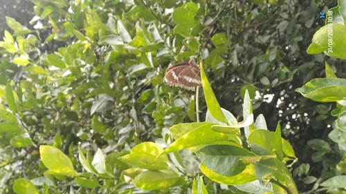Great Eggfly