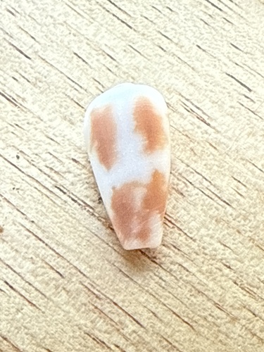 Conus epistomium