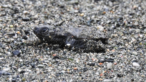 Caretta caretta