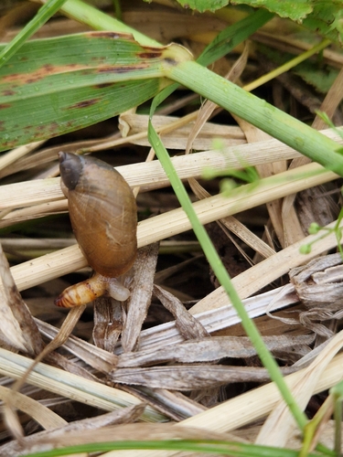 Leucochloridium perturbatum