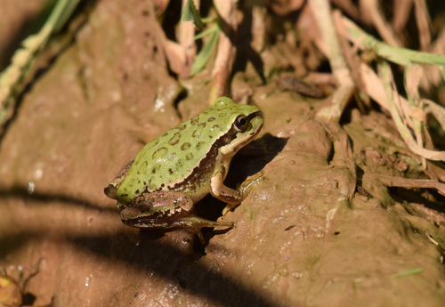 Lowland Burrowing Tree Frog