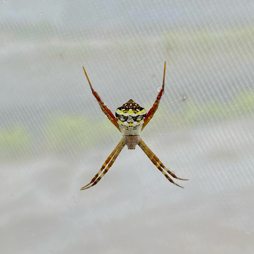 Signature Spider
