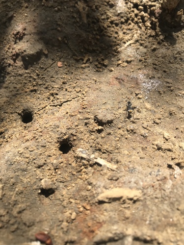 Polyrhachis constricta