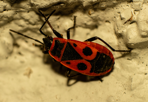 European Firebug