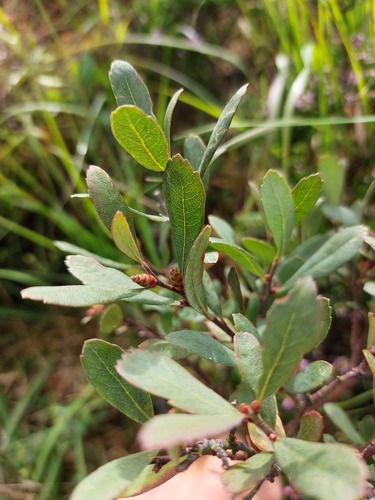 bog myrtle
