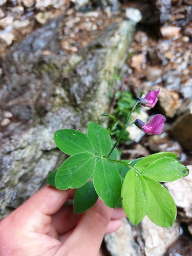 Bitter Vetch