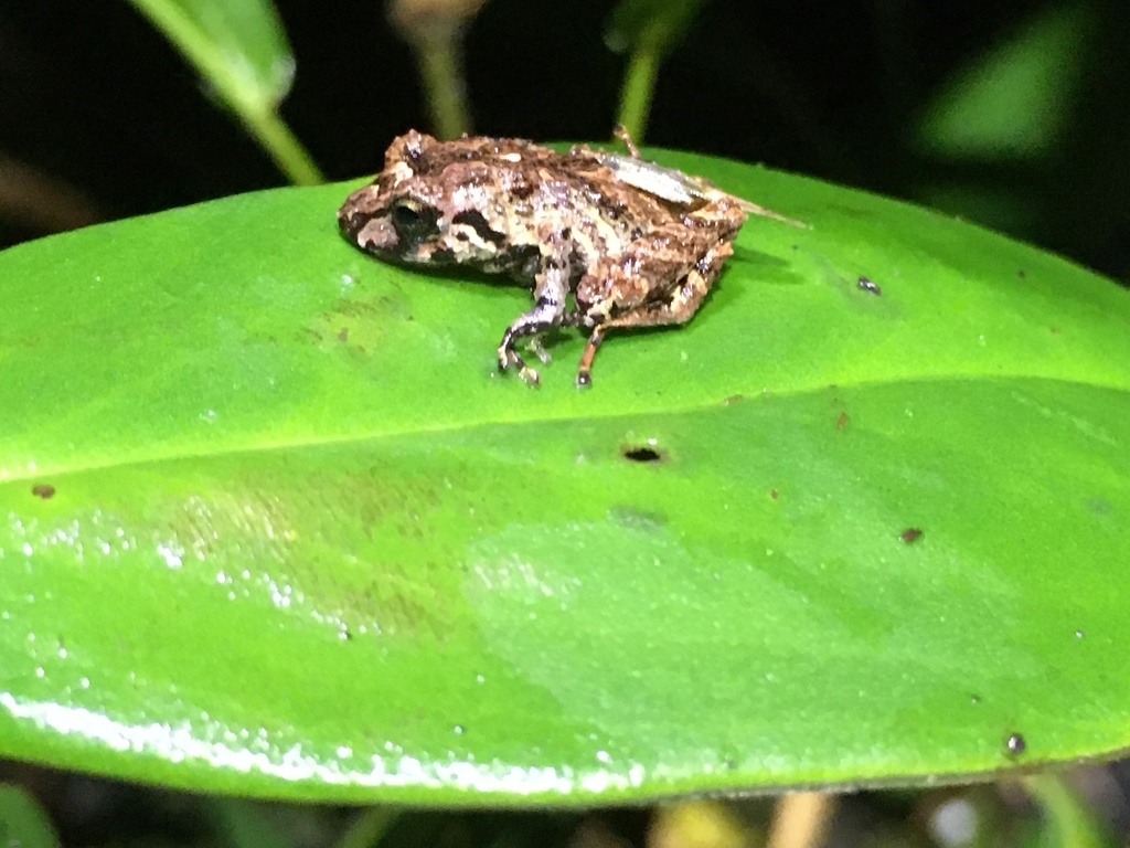 Reye's Rainfrog