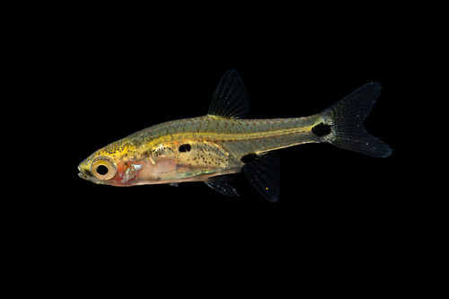 Boraras micros