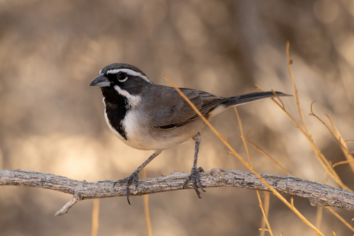 Black-throated Sparrow