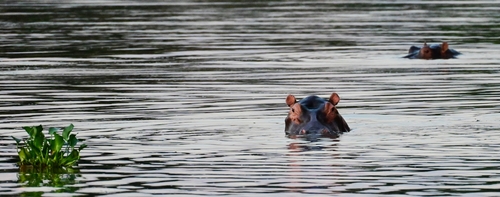 Common Hippopotamus