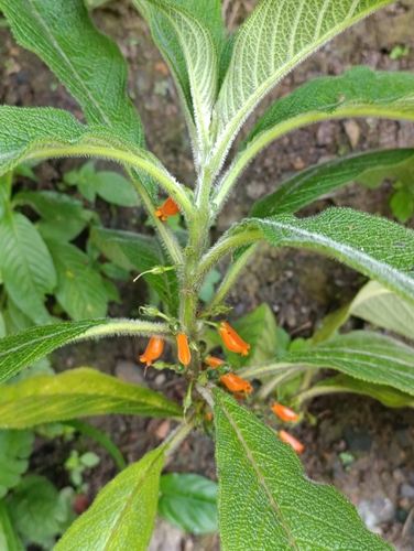 Besleria laeta