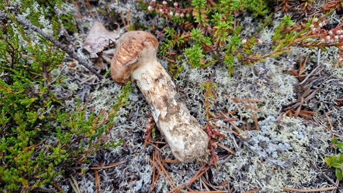 Matsutake
