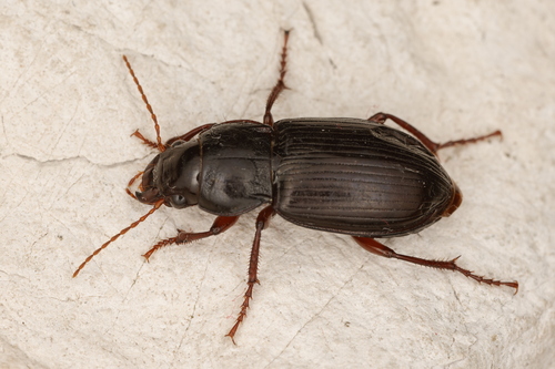 Amara aulica (Panzer, 1796)