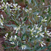 Baccharis halimifolia - Photo (c) Caleb Paul, todos los derechos reservados, uploaded by Caleb Paul