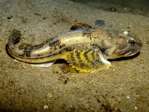 Pacific Staghorn Sculpin