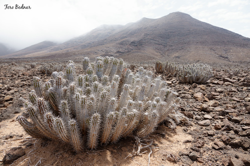 Euphorbia handiensis